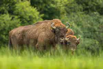 Millennial processes of population decline, range contraction and near extinction of the European bison