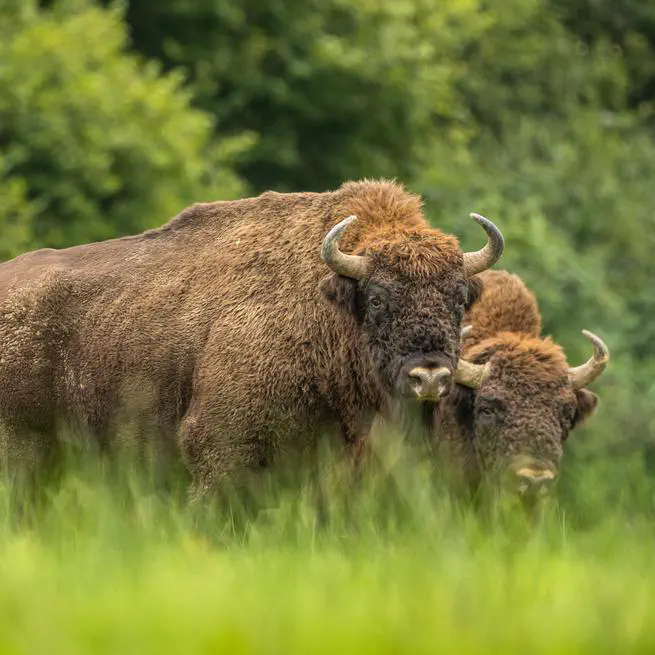 Millennial processes of population decline, range contraction and near extinction of the European bison