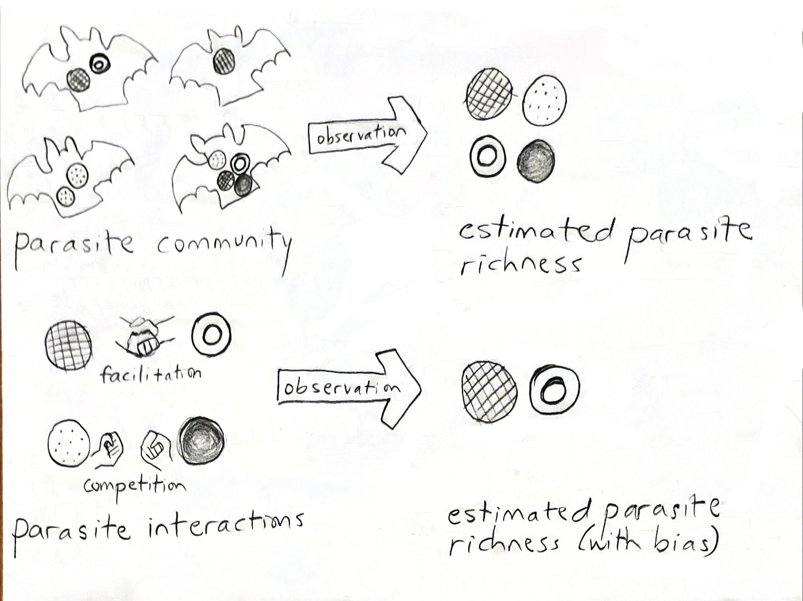 Conceptual diagram of richness estimates becoming biased when
parasites interact